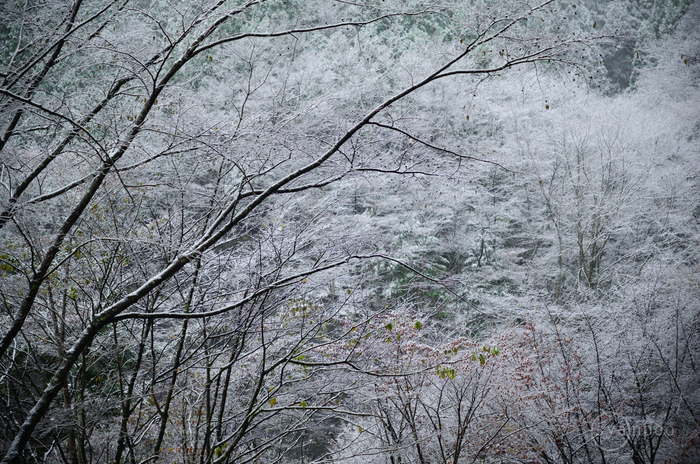 シグマ SIGMA 18-50mm F2.8 DC DN | Contemporary ／ 奈良 天川村～上